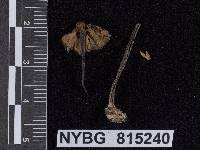 Leptoniella occidentalis image