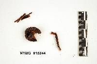 Leptoniella nigra image