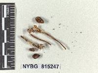 Leptoniella semiglobata image