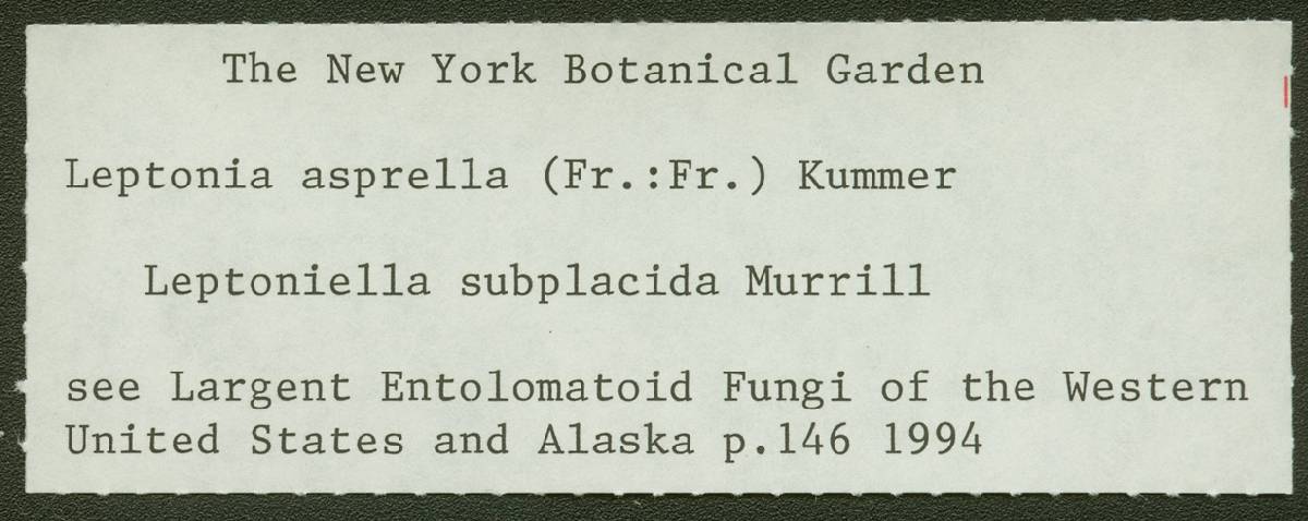 Leptoniella subplacida image