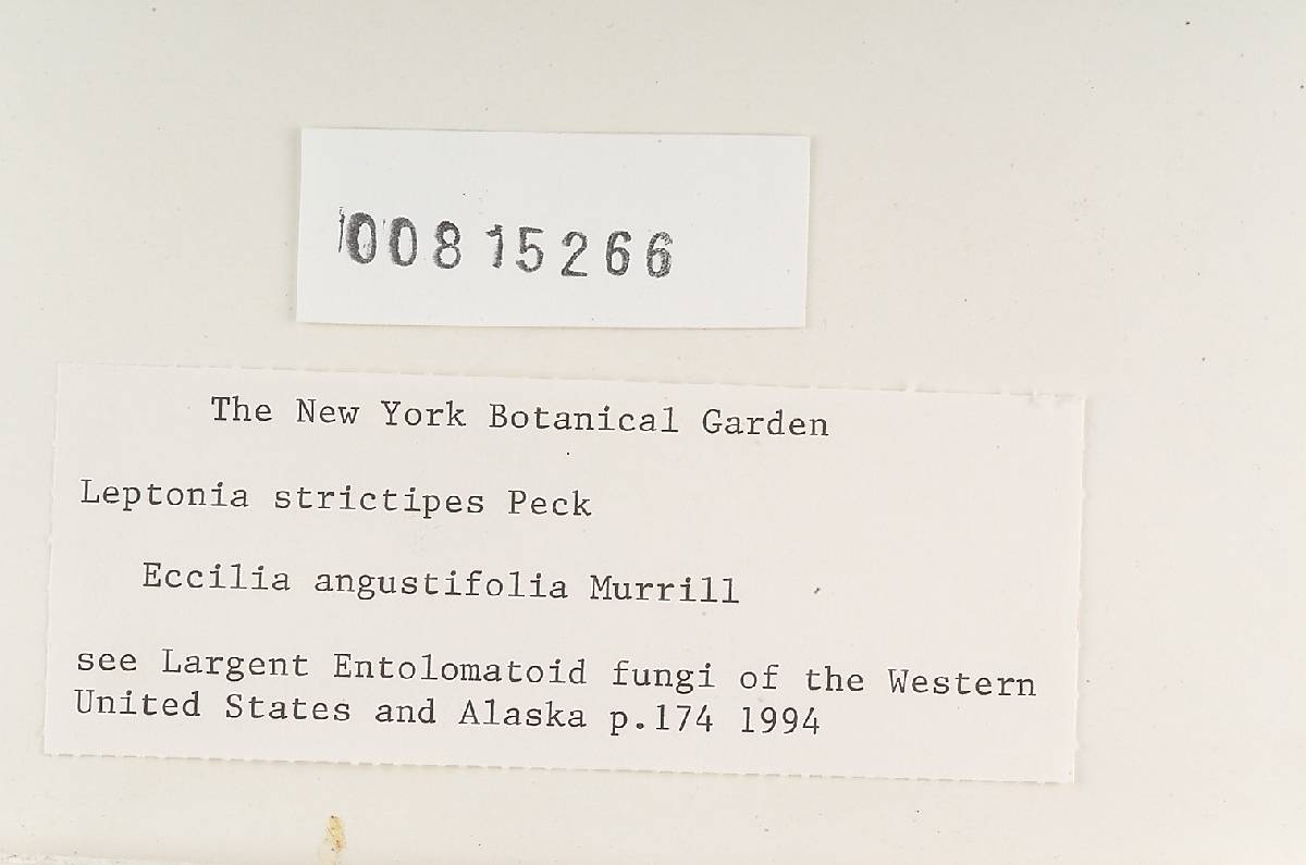 Eccilia angustifolia image
