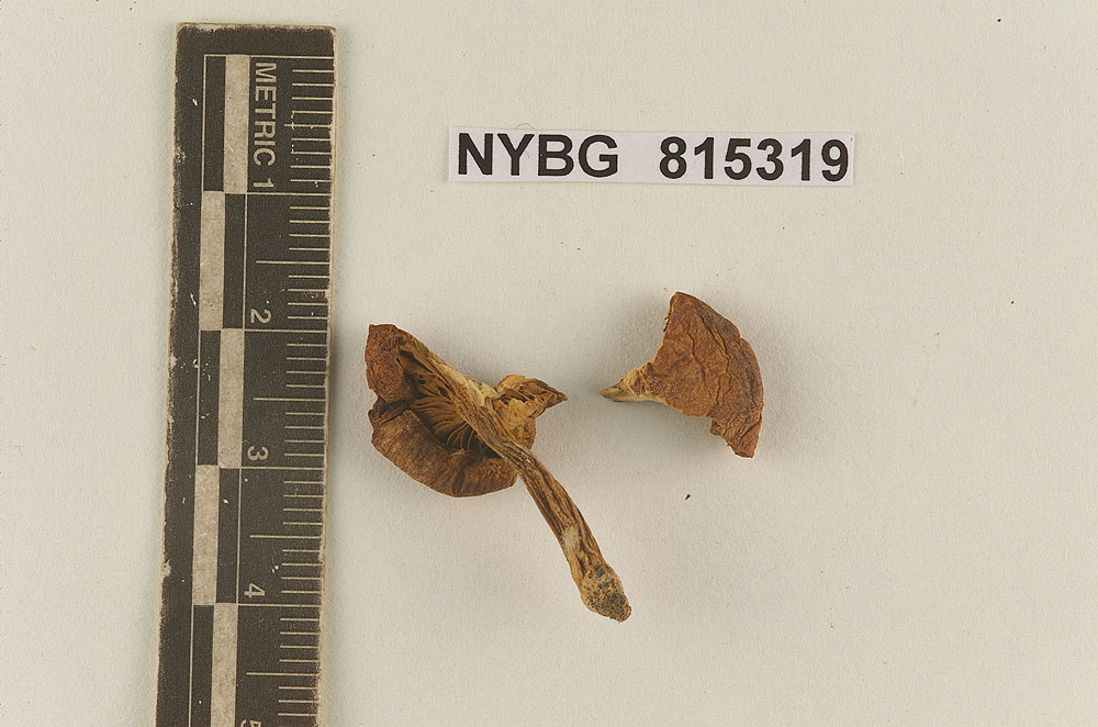 Flammula brunneodisca image
