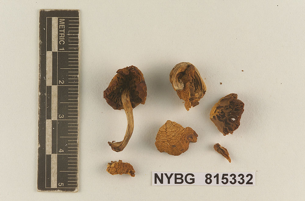 Flammula viscida image