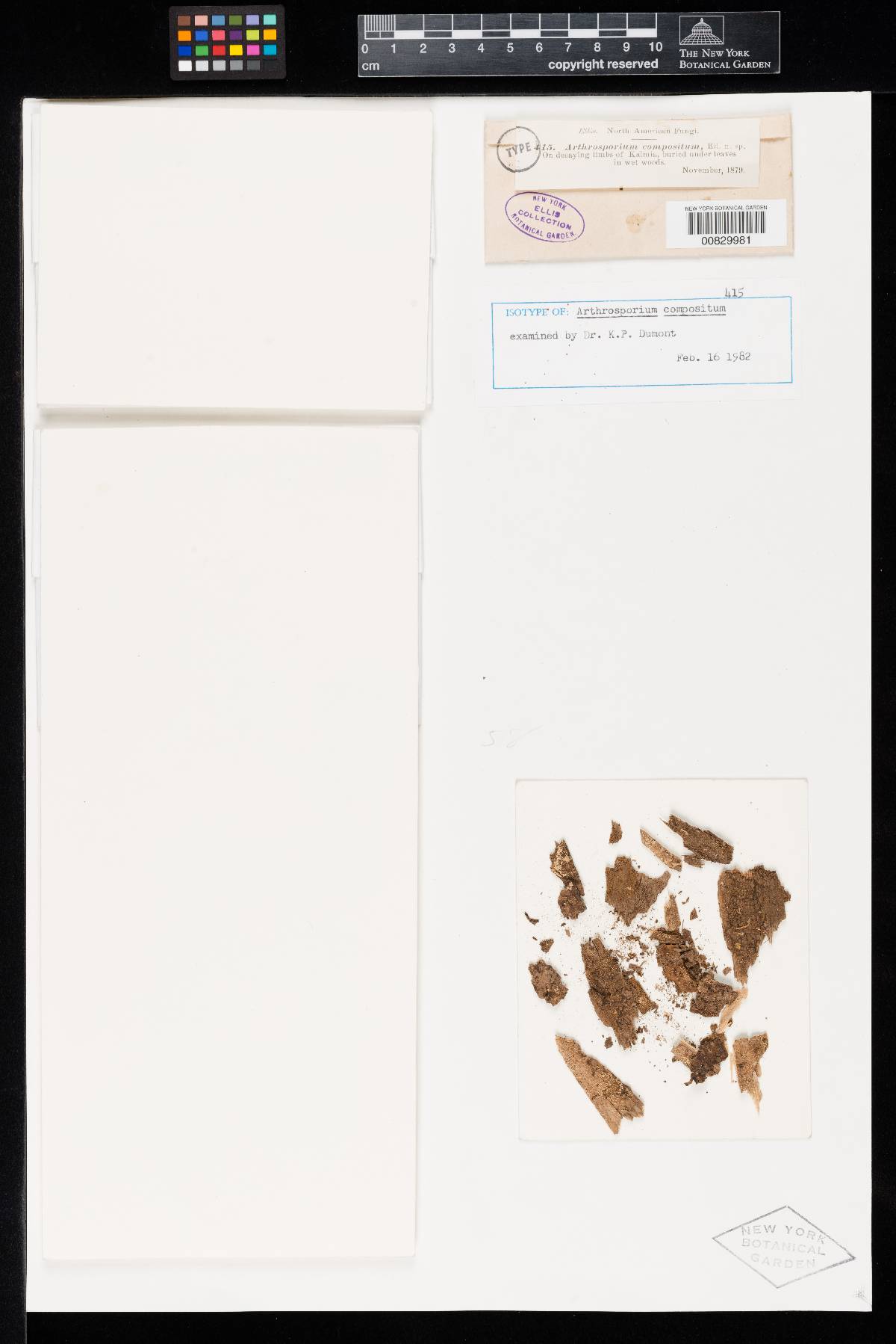 Arthrosporium image