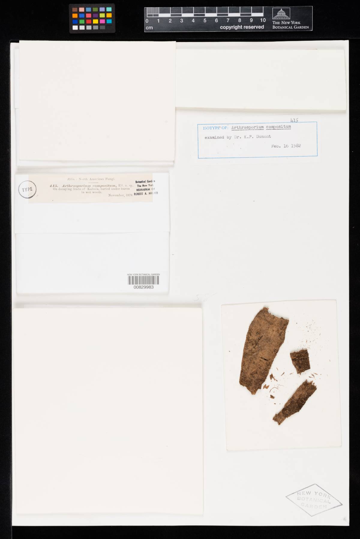 Arthrosporium compositum image