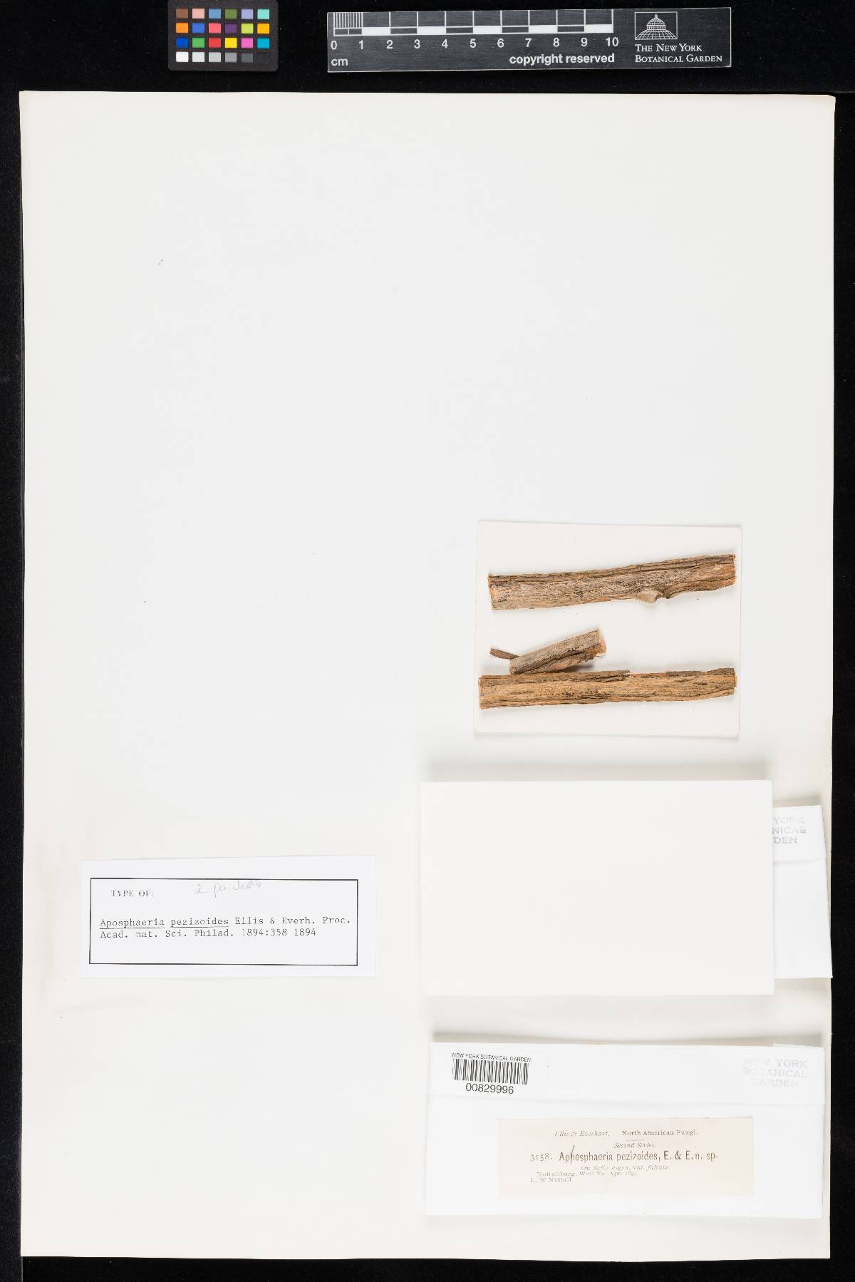 Aposphaeria pezizoides image