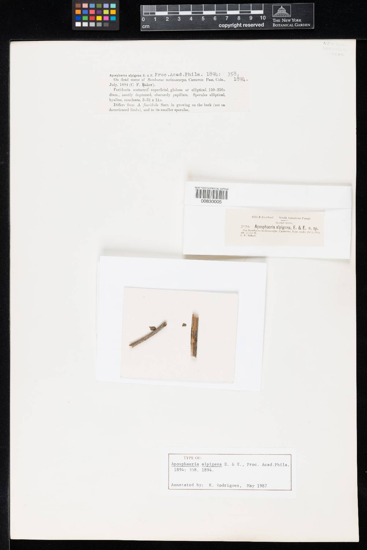Aposphaeria alpigena image