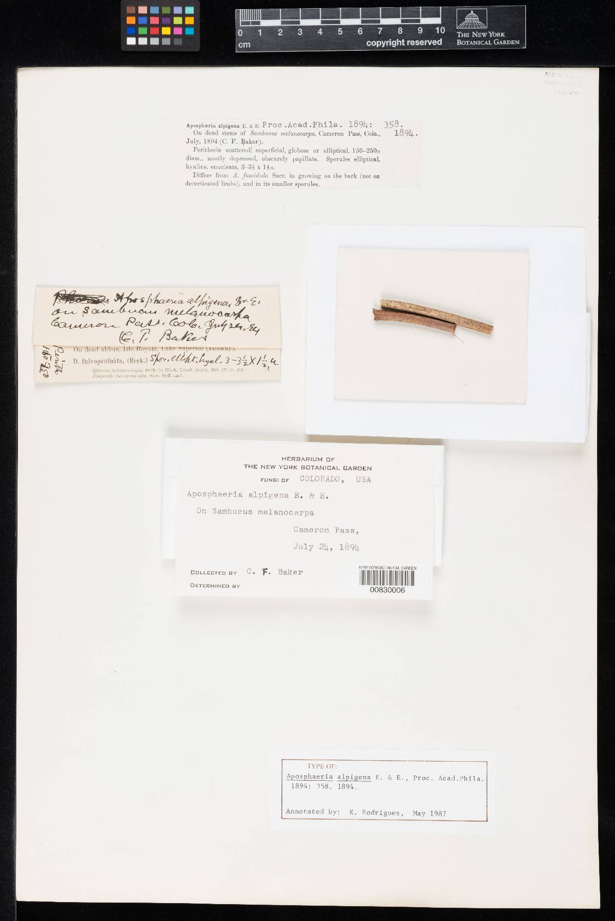 Aposphaeria alpigena image