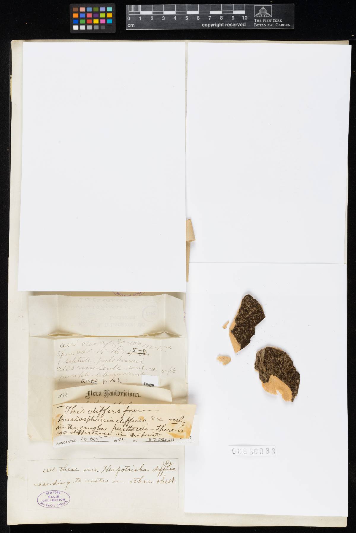 Amphisphaeria subiculosa image
