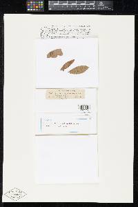 Asterina patelloides image
