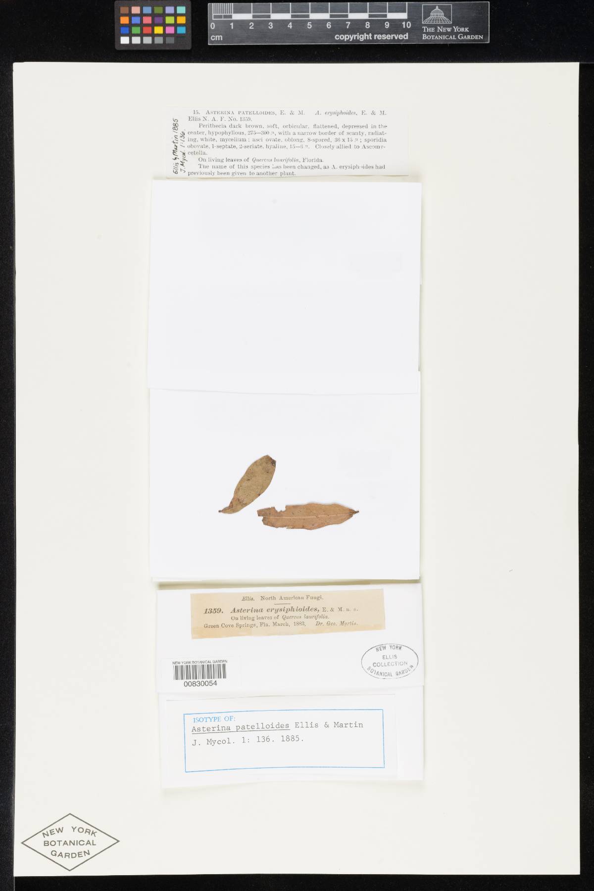 Asterina patelloides image
