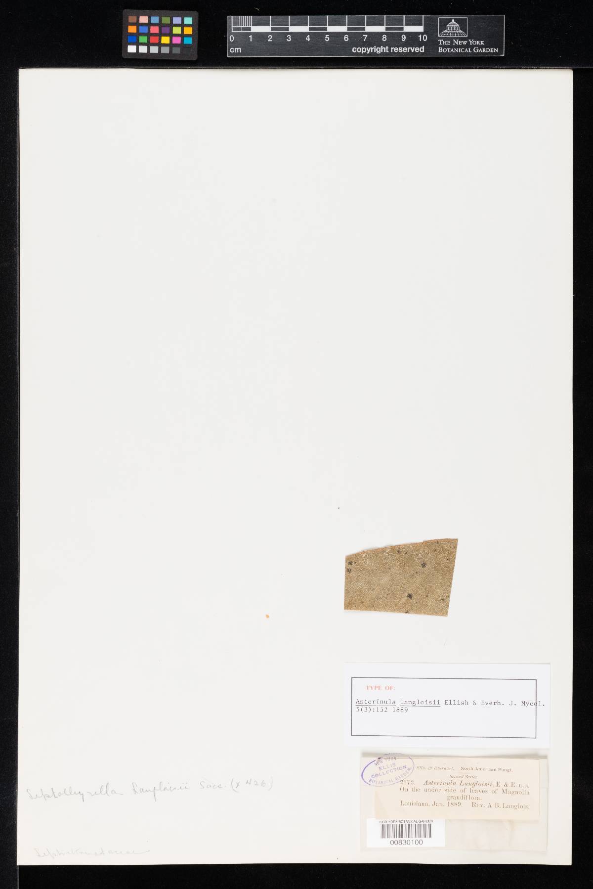 Asterinula langloisii image