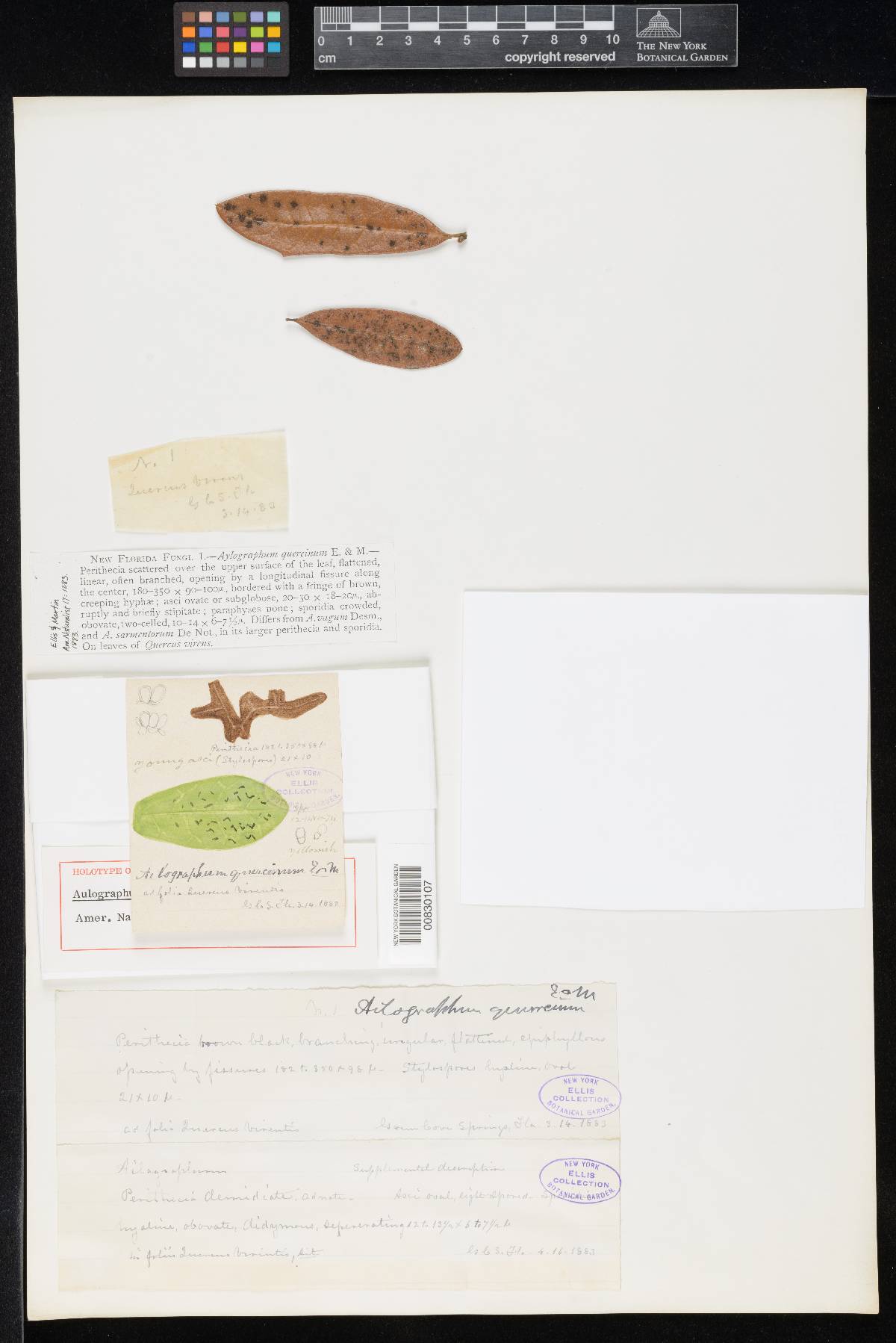 Aulographum quercinum image
