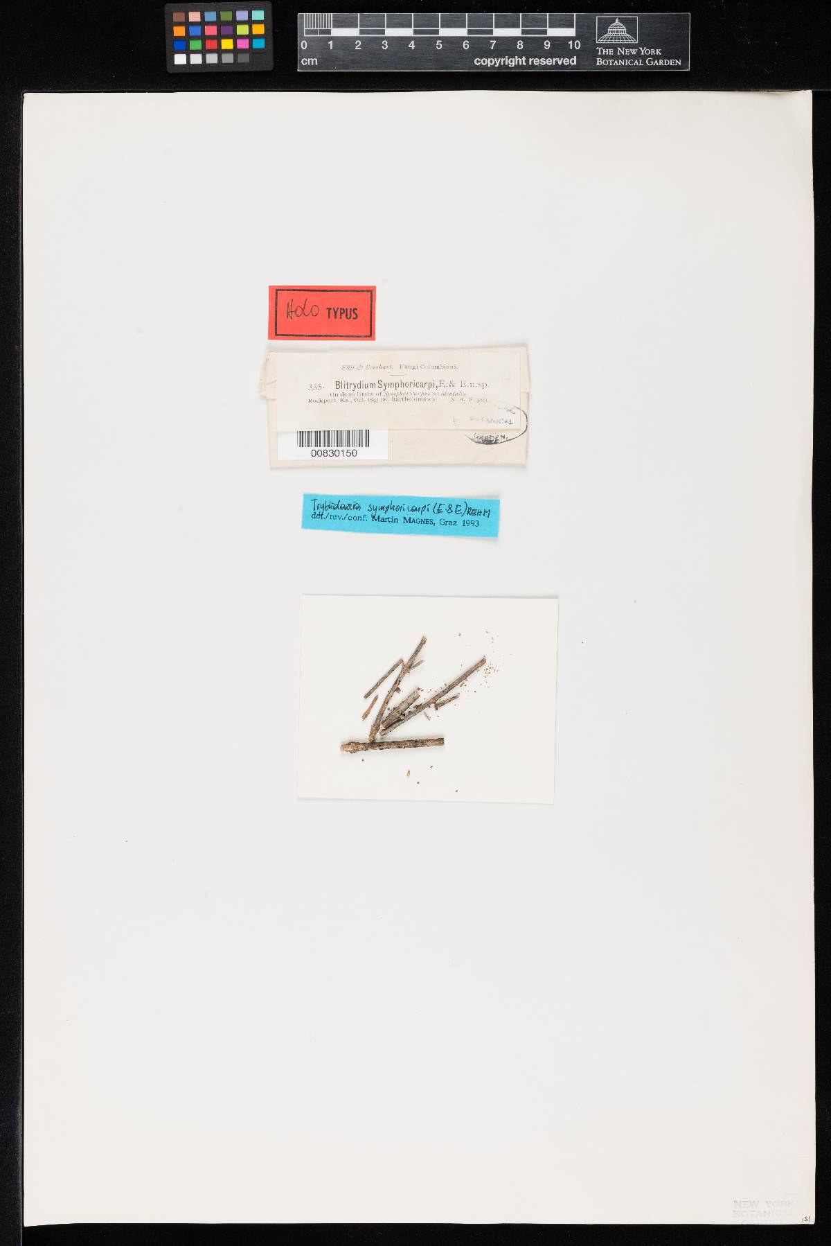 Blitridium symphoricarpi image