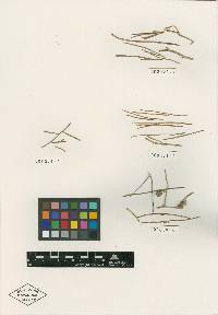 Spolverinia caulicola image