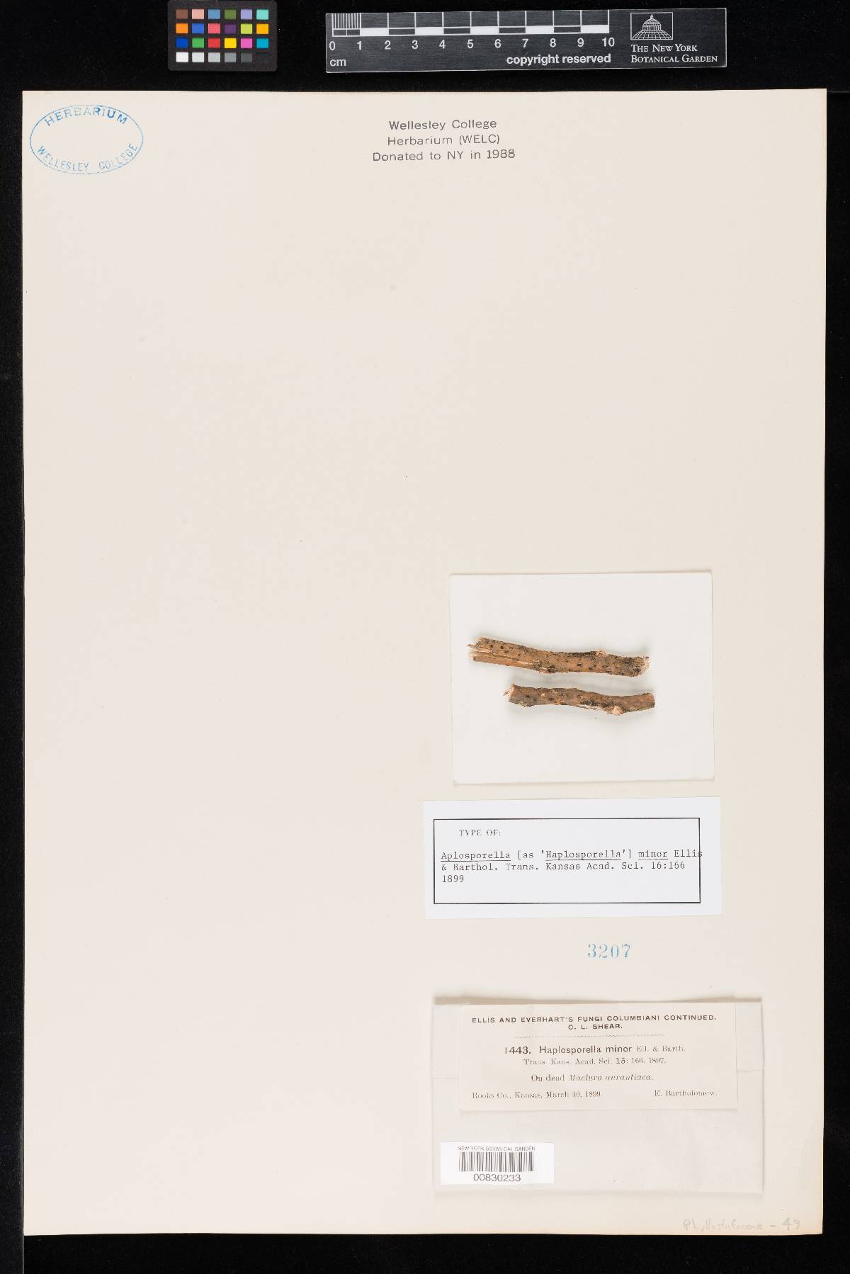 Aplosporella minor image