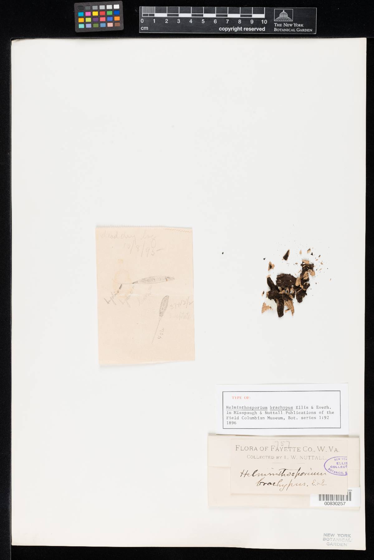 Ellisembia brachypus image