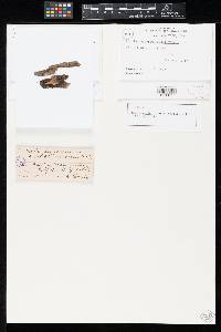 Endophragmiella subolivacea image