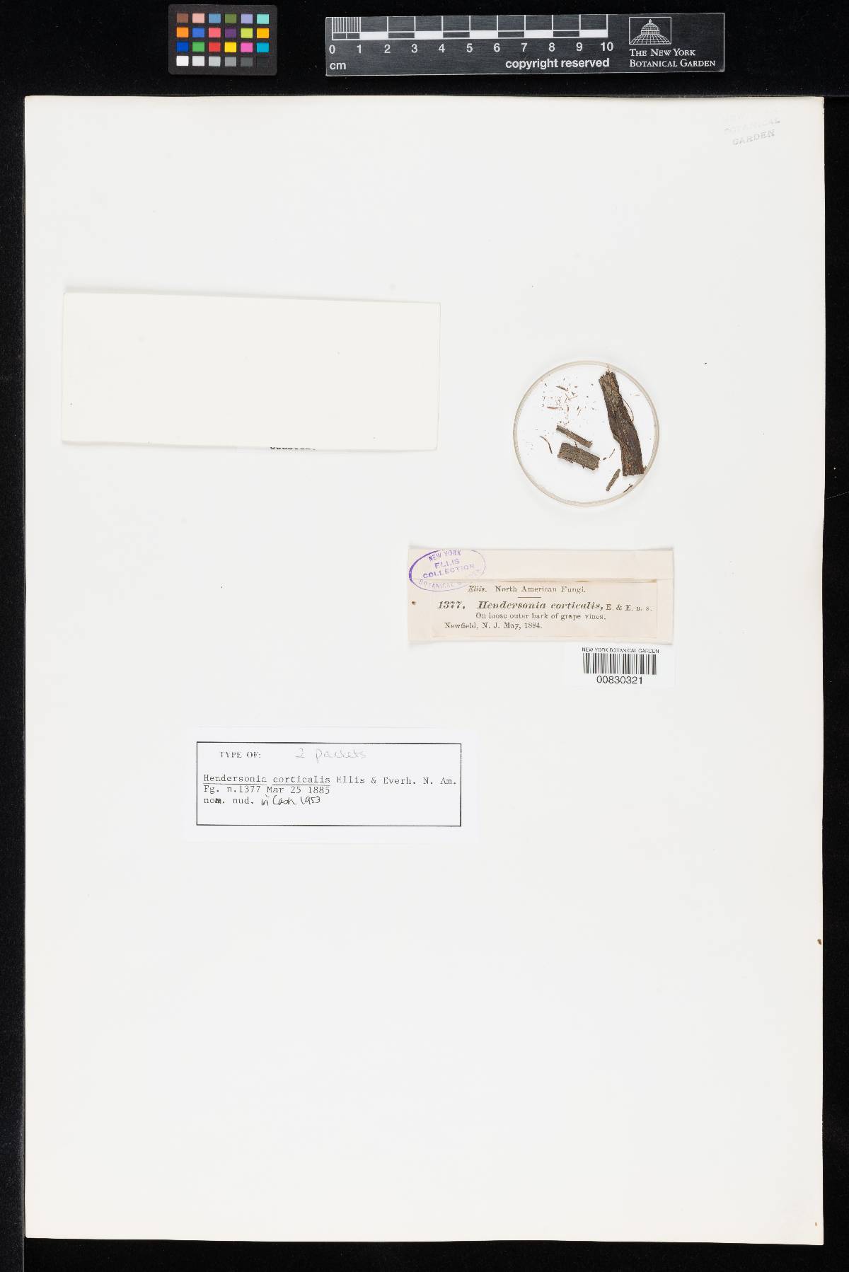 Hendersonia corticalis image