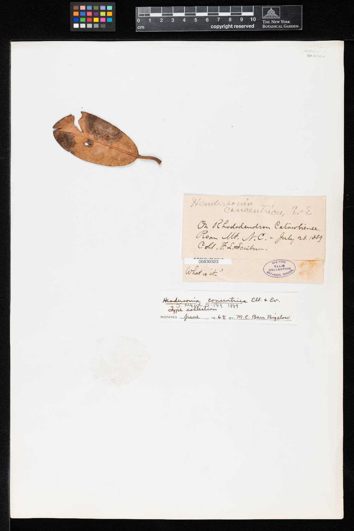 Hendersonia concentrica image