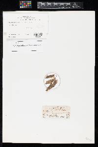 Hendersonia lophiostoma image