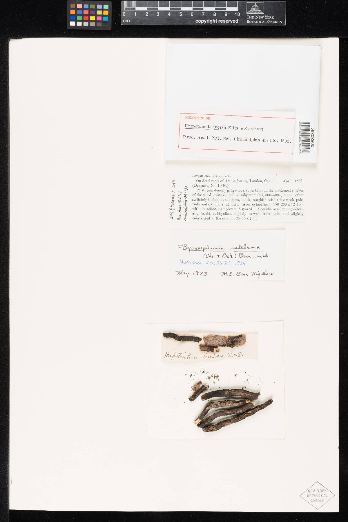 Herpotrichia incisa image