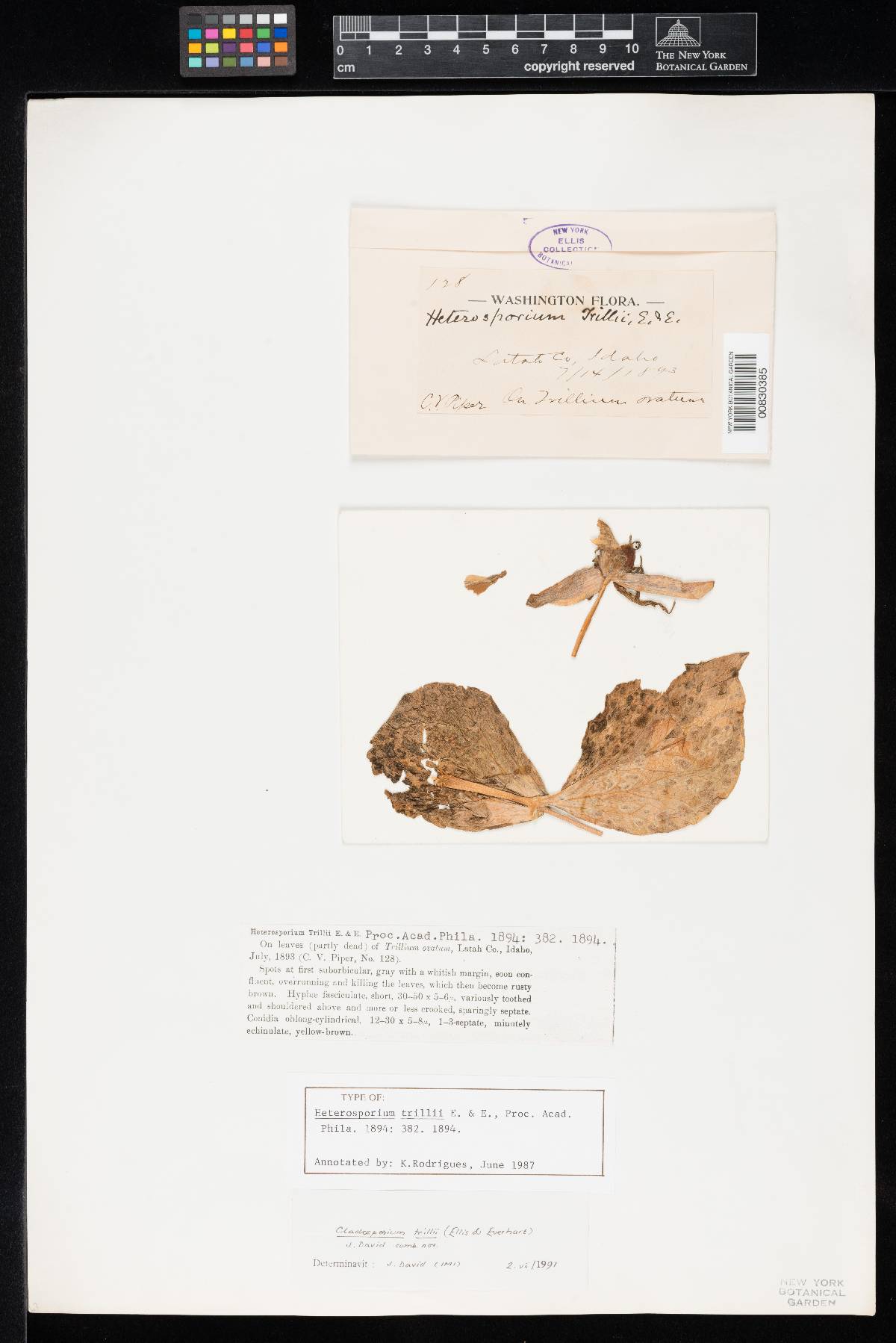 Cladosporium trillii image