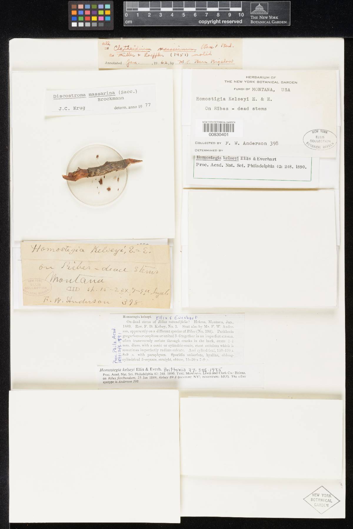 Homostegia kelseyi image