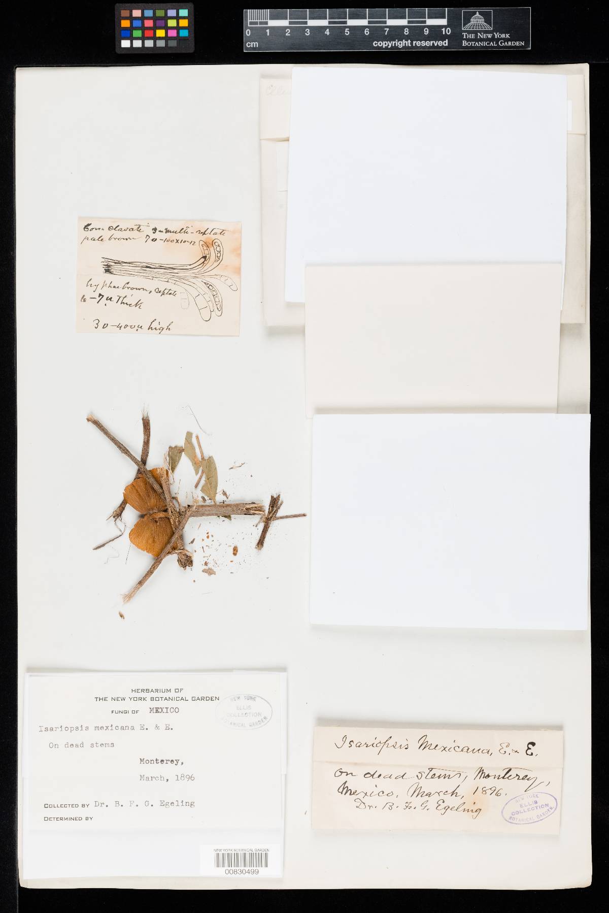 Isariopsis mexicana image