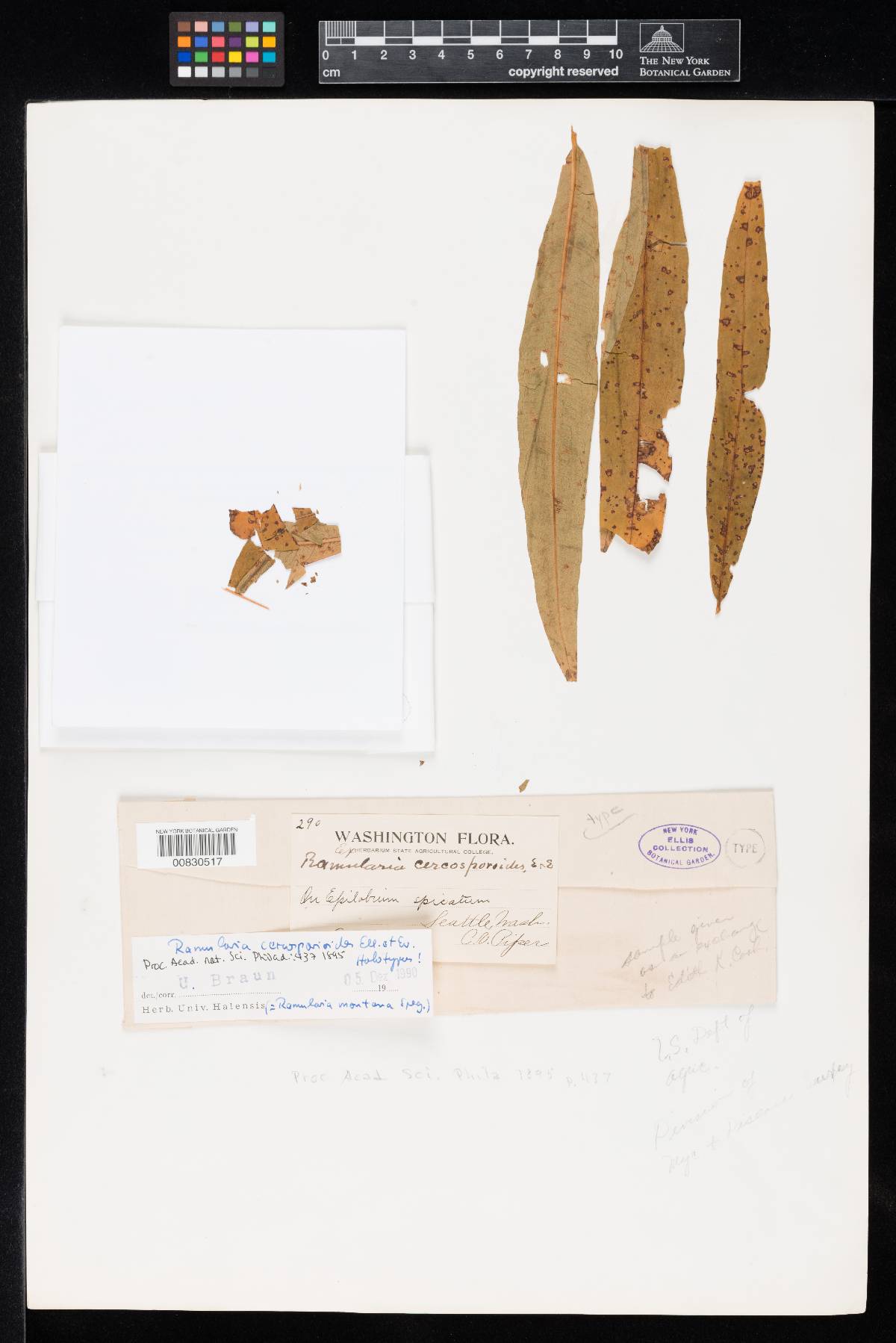 Ramularia cercosporoides image