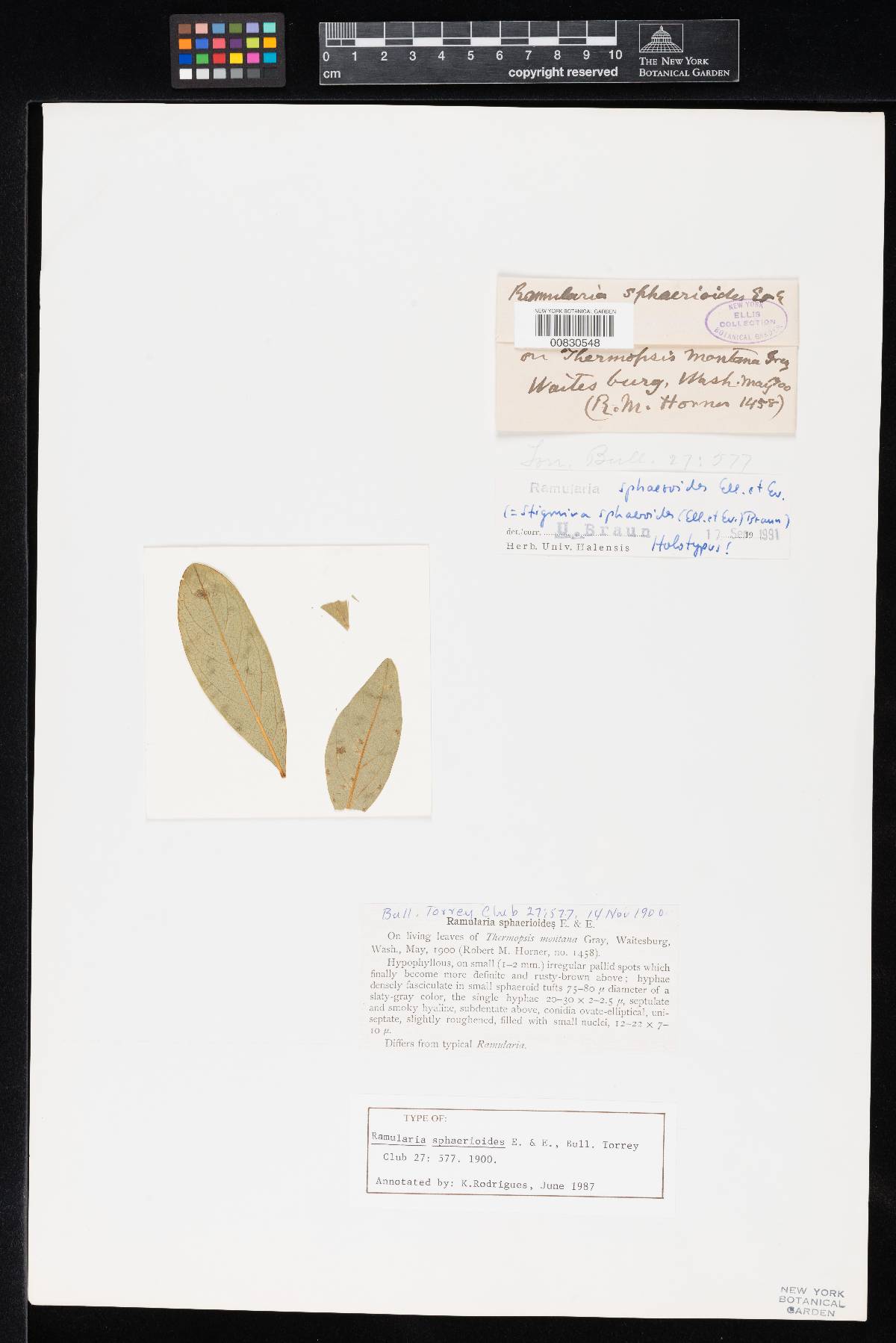 Ramularia sphaerioides image