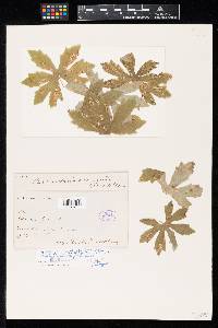 Ramularia variegata image