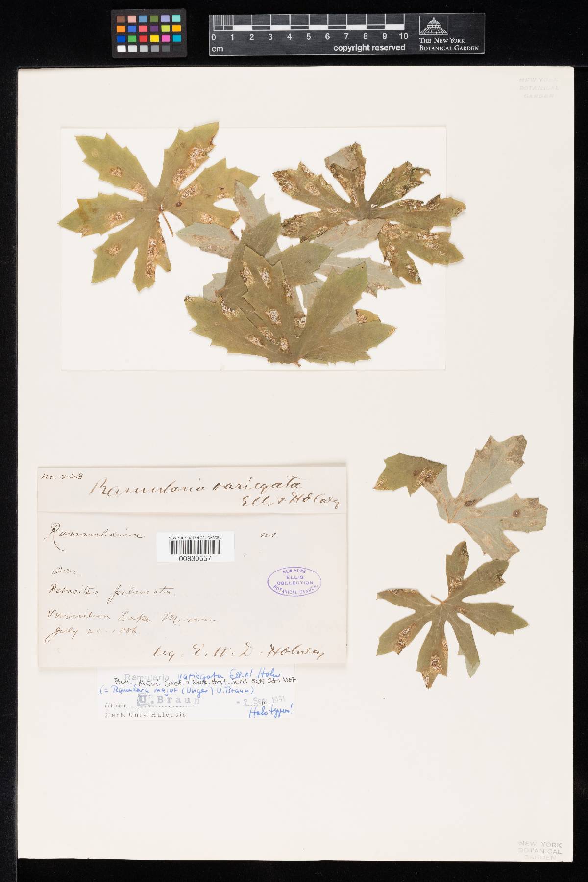 Ramularia variegata image