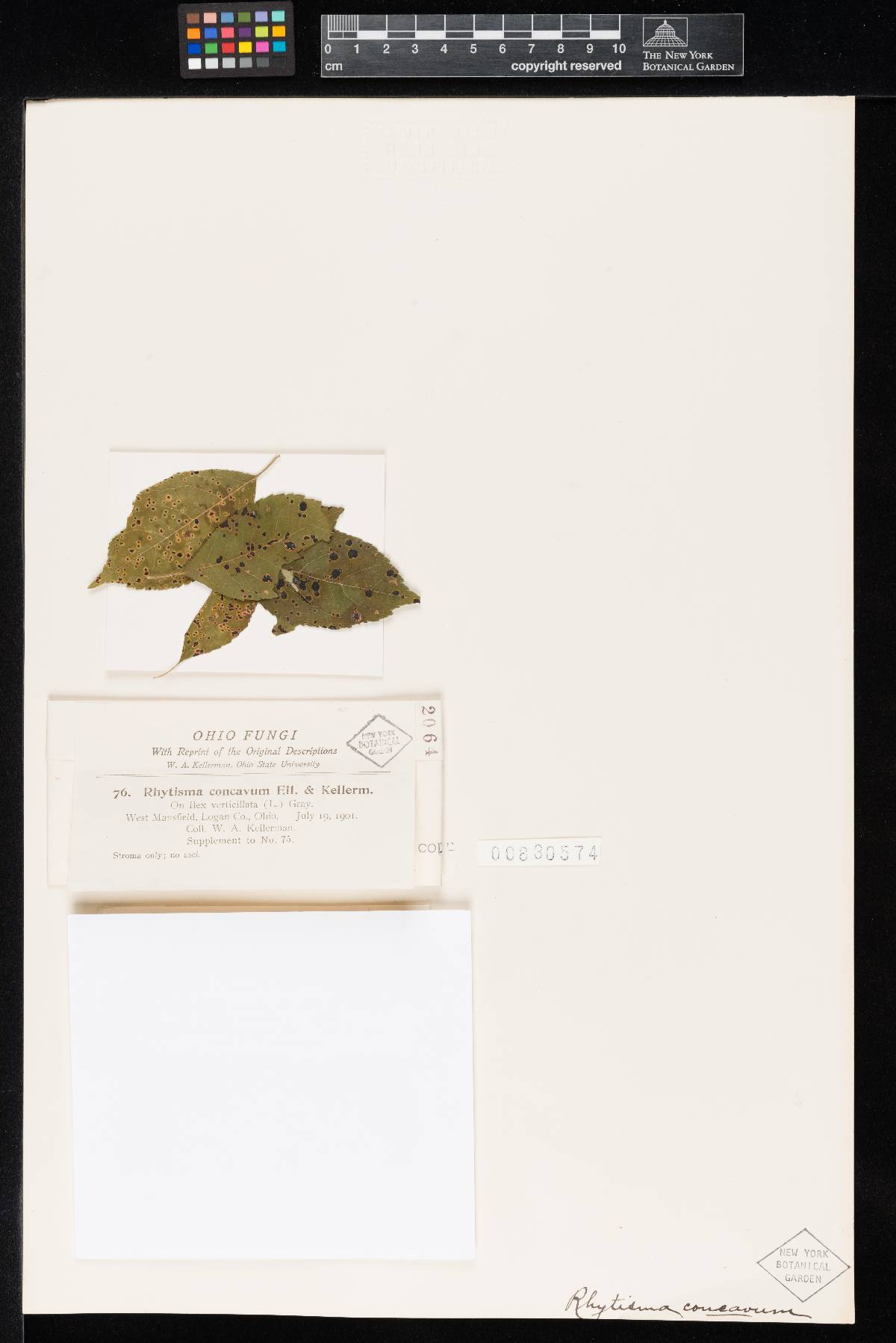 Rhytisma concavum image