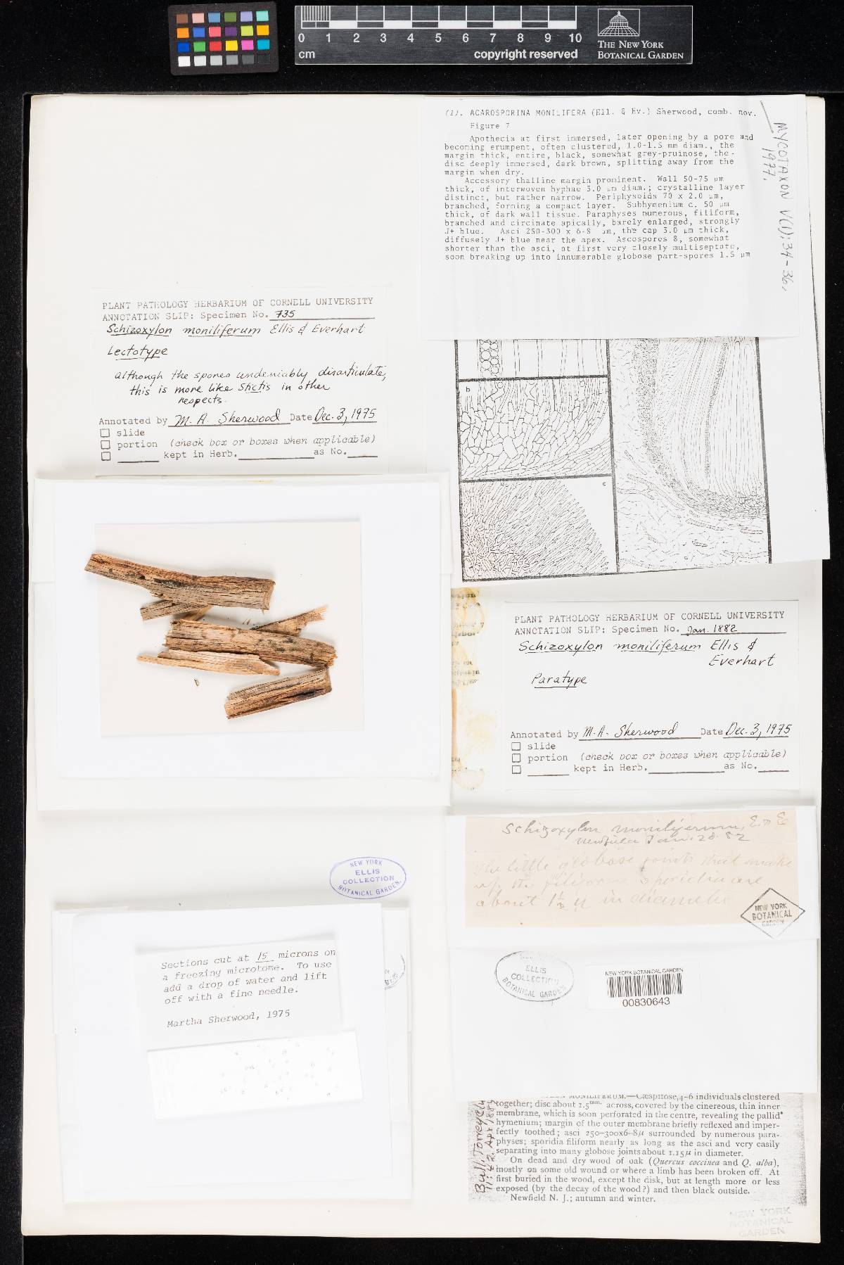 Acarosporina monilifera image