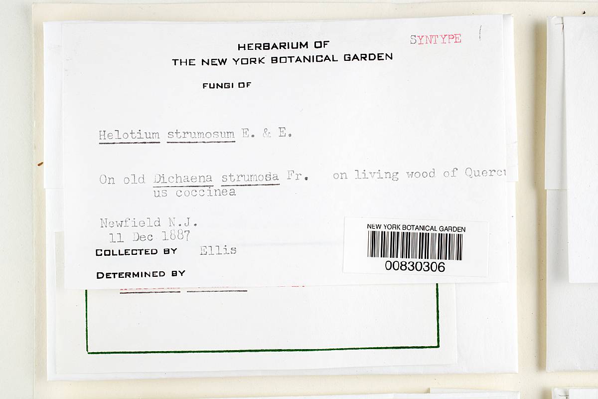 Helotium strumosum image