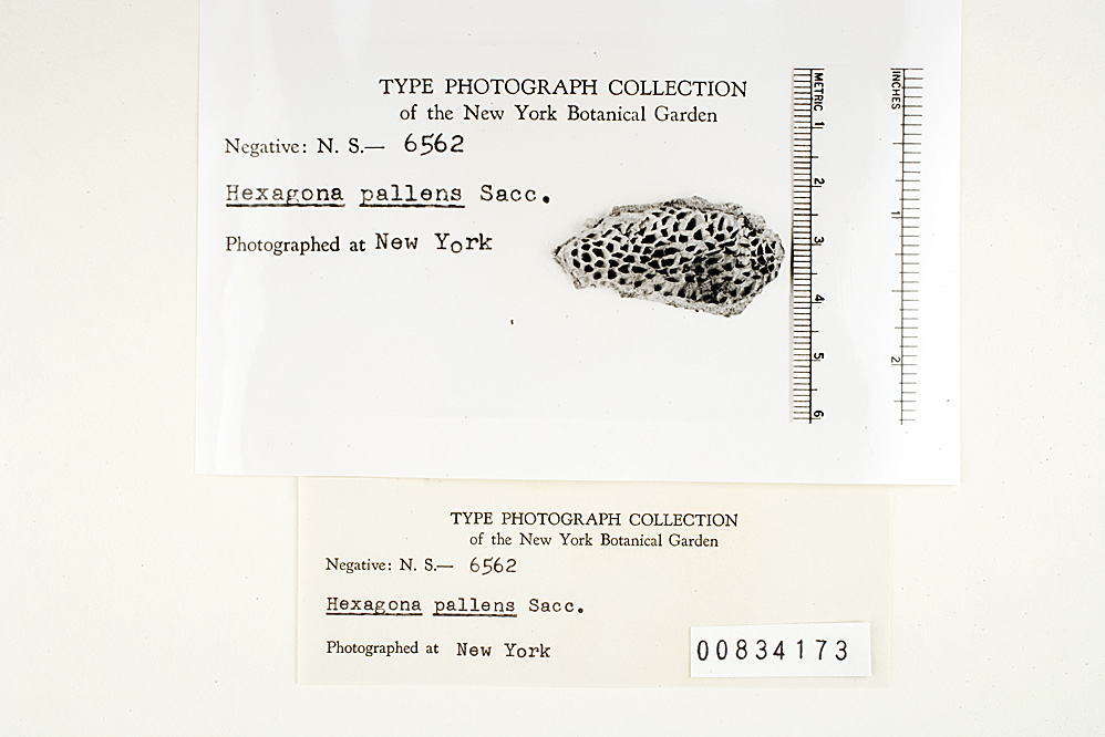 Hexagonia pallens image