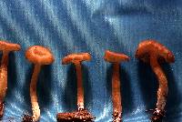 Entoloma rhodopolium image