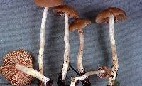 Entoloma rhodopolium image