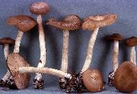 Entoloma rhodopolium image