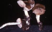 Entoloma sericatum image