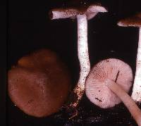 Entoloma rhodopolium image