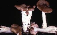 Entoloma sericatum image