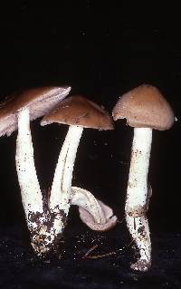 Entoloma sericatum image