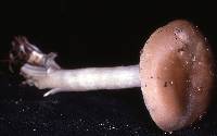 Entoloma sericatum image