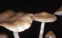 Entoloma rhodopolium image