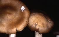 Entoloma rhodopolium image