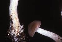 Entoloma rhodopolium image