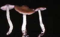 Entoloma sericatum image