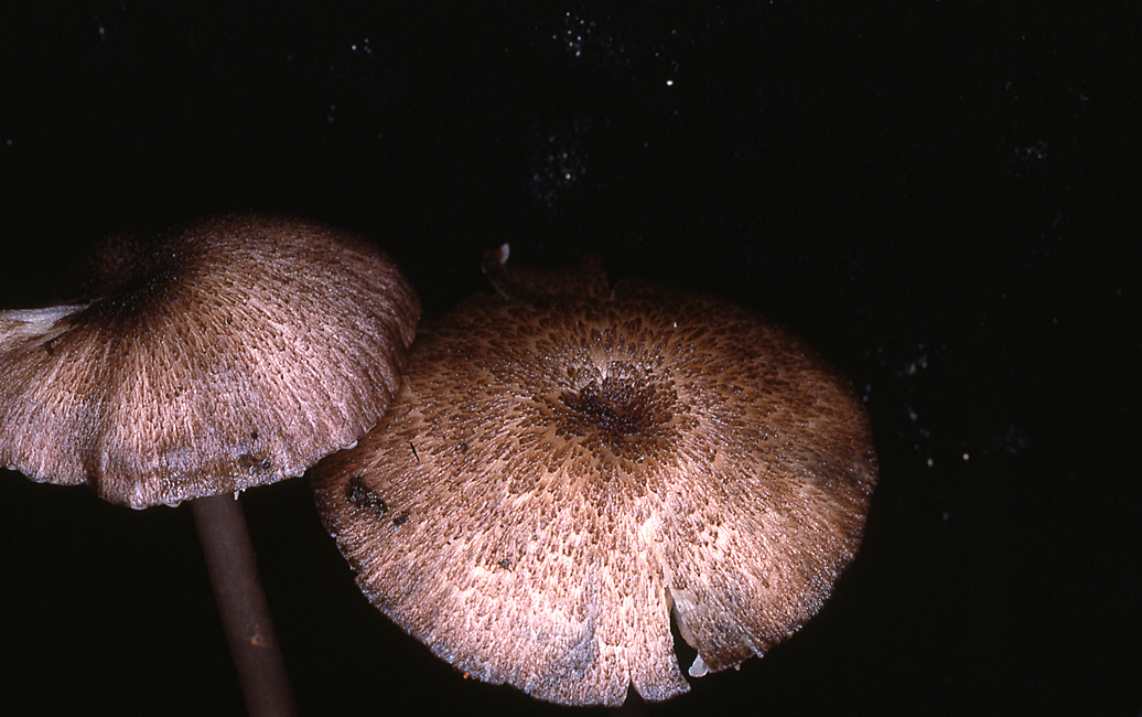 Leptonia fuligineomarginata image